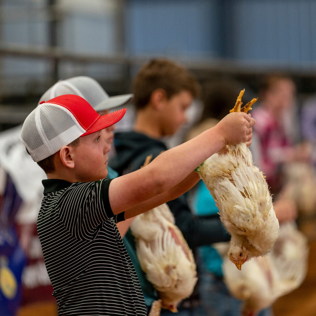 broiler show photo